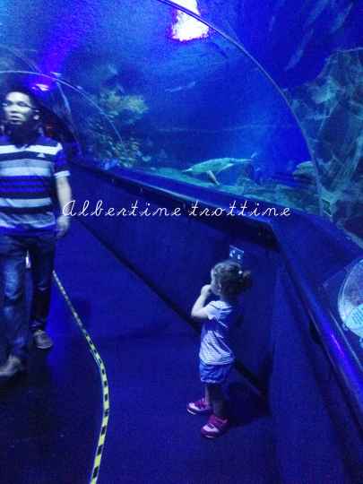 aquarium 5