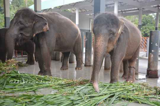 elephant sanctuary 8